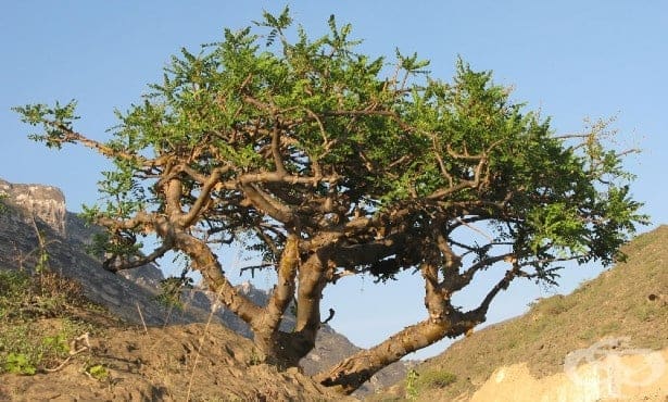 Натурална смола от Commiphora myrrha (смирна)