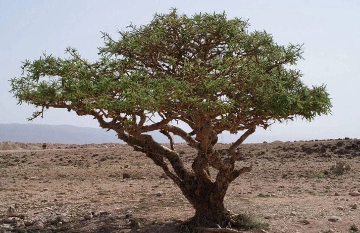Boswellia serrata