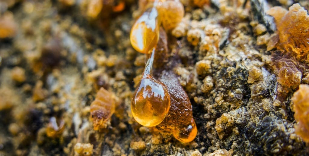 Индийски тамян от Boswellia serrata