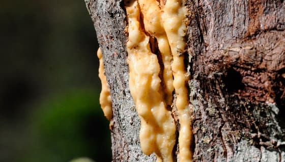 Натурална смола от стиракс (Styrax officinalis)