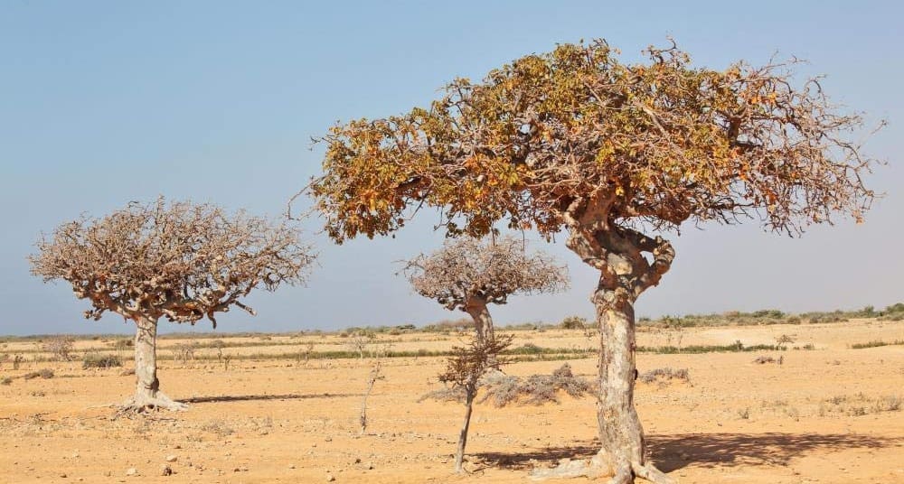 Натурална смола от Commiphora mukul (гугул) 15g
