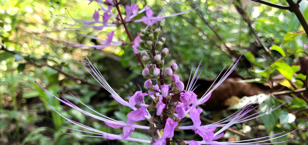 Пачули (Pogostemon cablin)