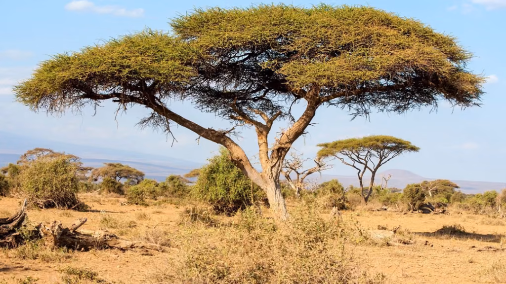 Гума арабика – смолата от Acacia senegal